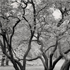 Christoph Radke, New York City, Central Park, 2024